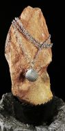 Shell Necklace